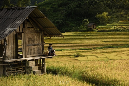 Nậm Cang - Sapa mùa lúa chín