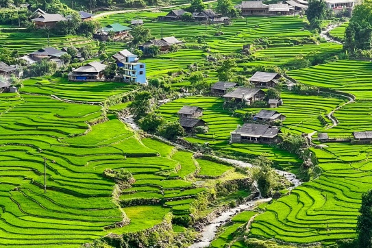 Mùa lúa trên bản Tả Van, đẹp như bức tranh