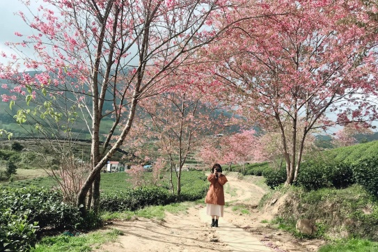 Tháng 11, có một Sapa hanh hao đến lạ kỳ