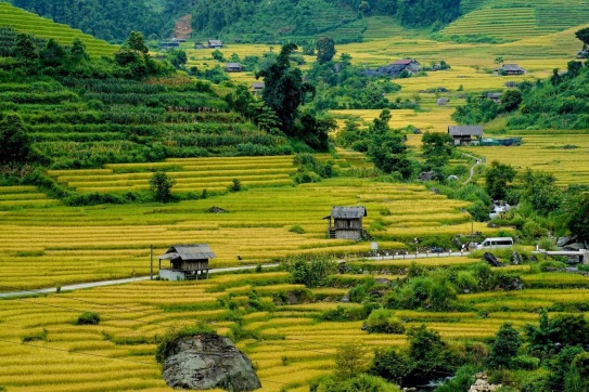 UPDATE - Mùa lúa chín tại Sapa, Y Tý