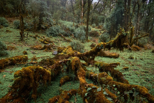 Chinh phục đỉnh Sa Mu - U Bò để được thấy cây Thần Tiên ở Tà Xùa, Sơn La