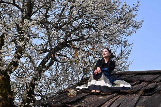 Chạng vạng mùa hoa Sơn Trà (hoa táo mèo) trên nóc nhà A Vạng