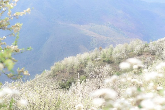 Sơn La | Ngẩn ngơ giữa rừng hoa táo mèo trắng xóa