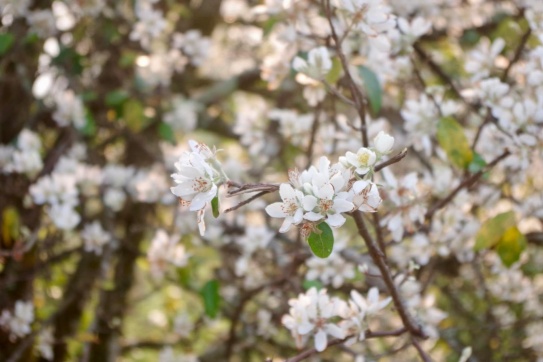 Hoàng hôn tại bản