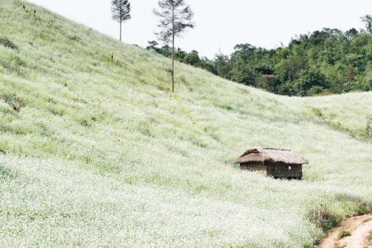 Mùa hoa cải trắng nở rộ, check-in Sơn La ngay thôi bạn thân ơiiiii