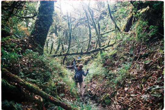 Cánh rừng nguyên sinh trên đường lên đỉnh Samu