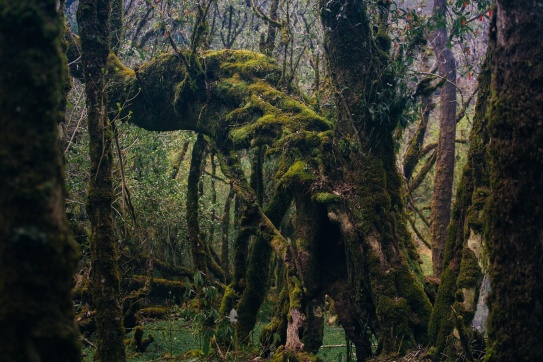 Rừng rêu Samu - U Bò