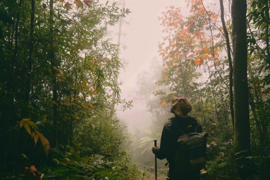Rừng rêu, lá phong trên đỉnh Sa Mu - U Bò