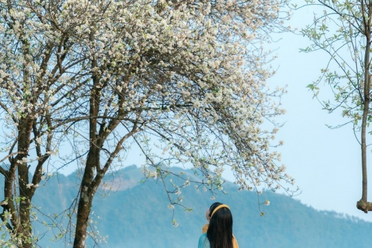 Mùa hoa Sơn Tra ở Tà Xùa!