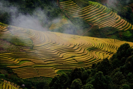 “Săn” mùa lúa vàng tại Xím Vàng - Bắc Yên - Sơn La