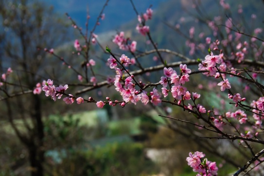 Xím Vàng | Qua một mùa hoa!