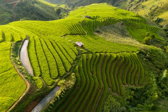 Sắc xanh Xím Vàng 