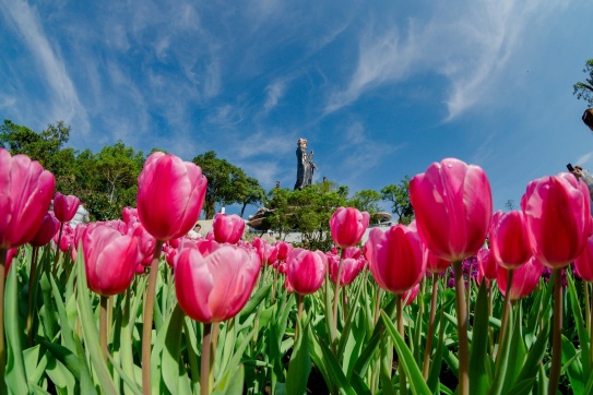 Vườn hoa Tulip lung linh trên đỉnh núi Bà Đen