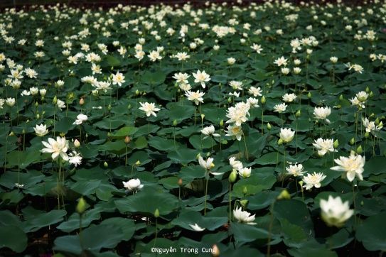 Đầm sen trắng 