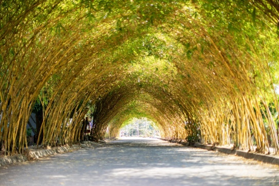 Hàng tre xanh tuyệt đẹp tại Thái Bình.