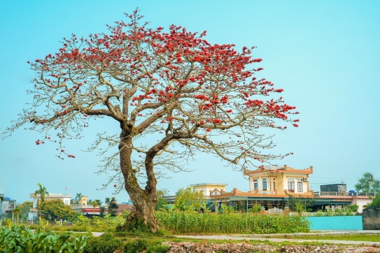 Những cây hoa gạo nở rộ - Thái Bình