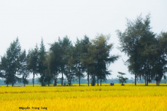 Hưng Hà, Thái Bình