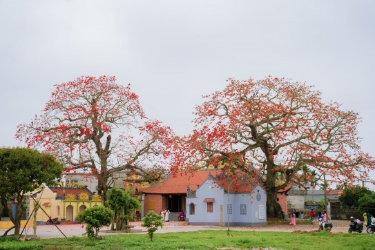 Mùa hoa GẠO quê mình