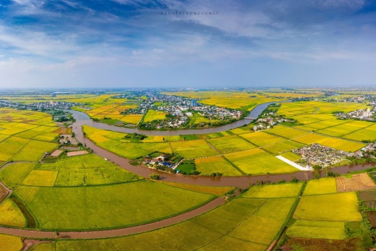 Mùa lúa chín quê hương