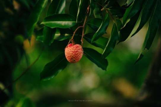 Mùa vải ở Thái Binh 