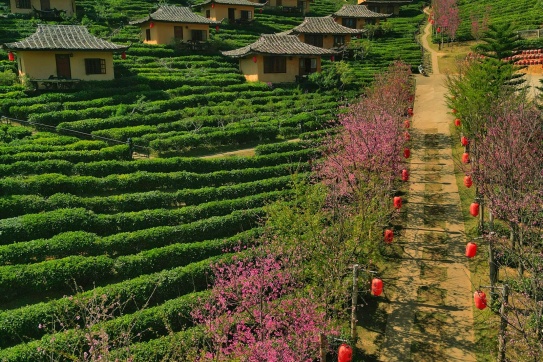 Mùa hoa anh đào ở Chiang Mai