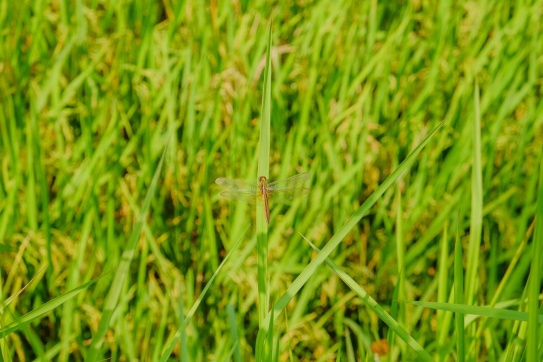 Thanh Hóa ngoài biển Sầm Sơn còn có những thửa ruộng bậc thang, mây vờn núi ở Pù Luông rất đáng để đi nha.