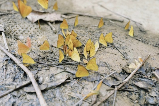 Vườn Quốc gia Cúc Phương mùa “săn bướm”