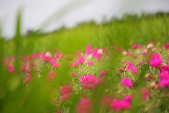 Cận cảnh vườn hoa mười giờ Gò Công quá là xinh!