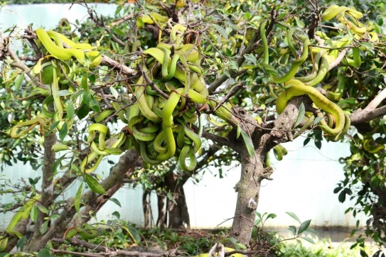 Ghé thăm Trại rắn Đồng Tâm (Tiền Giang) lớn nhất Việt Nam