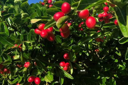 Ghé thăm vườn “Siro” cực độc lạ tại Tiền Giang