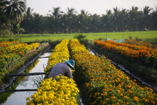 Những điều bình dị nhỏ nhoi của vùng đất Trà Vinh thương mến… 