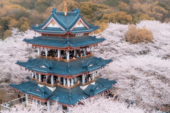 Khung cảnh hoa anh đào đẹp tựa tiên cảnh. Thật sự mơ mộng!