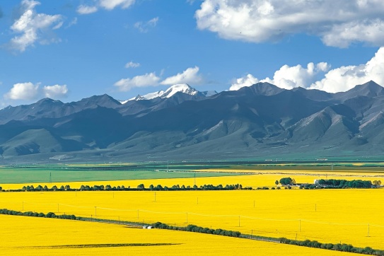 Mùa cải vàng Môn Nguyên 门源, Thanh Hải 青海 vào mùa đẹp nhất