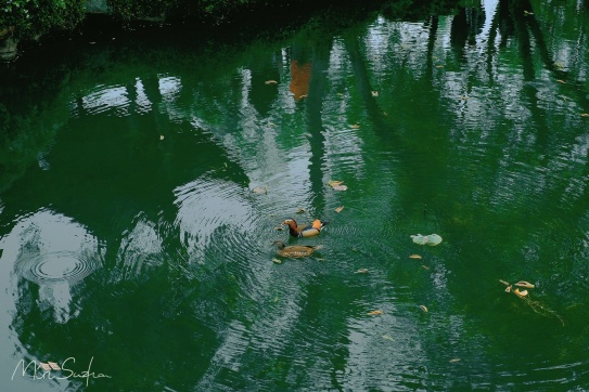 Tô Châu | Chuyết Chính Viên ngày mưa