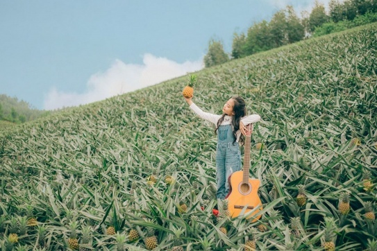 Check-in ruộng dứa Tam Dương - vừa có ảnh xinh, vừa có dứa mang về 