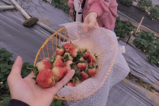 Chúng mình lên Tam Đảo hái dâu thả ga thôi nào