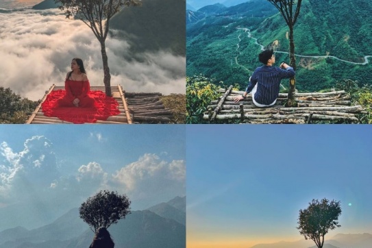 Câu chuyện của những chiếc cây cô đơn nổi tiếng nhất Việt Nam