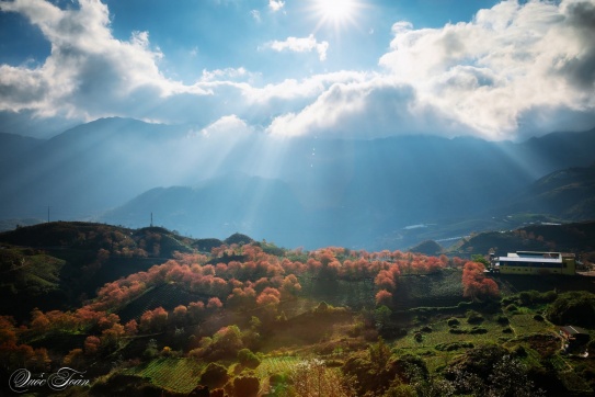 Một chút không khí đầu xuân ....