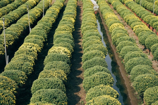 Những nhà vườn miền Tây rực rỡ ngày cận Tết