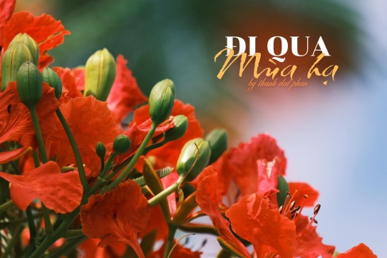 Hoa phượng nở đỏ rực khắp các nẻo đường Miền Tây...