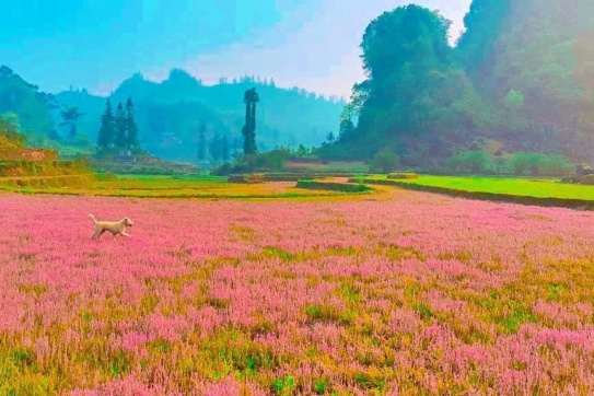 Bắc Hà (Yên Bái) | Có một góc nhỏ như thế...