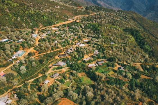 Hoa sơn tra nở trắng khắp bản làng người H’Mông