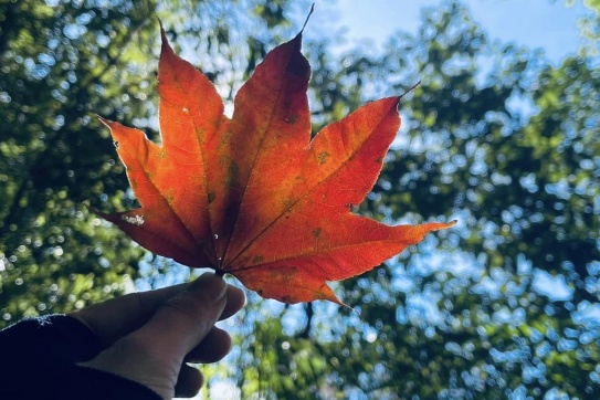 Ôm mỏ neo, nằm mộng những chân trời.