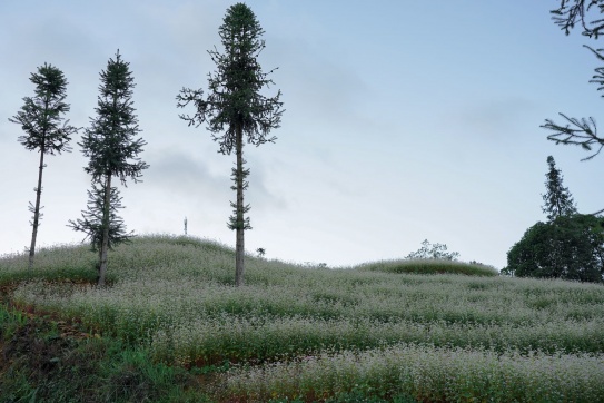 Tháng 8, cao nguyên đá nở hoa