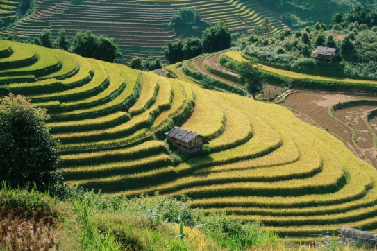 12 TRẢI NGHIỆM TUYỆT VỜI khi đến MÙ CANG CHẢI mùa lúa chín 