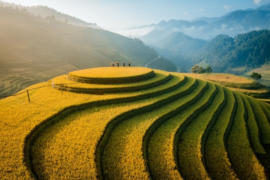 Mù Cang Chải cuối vụ…