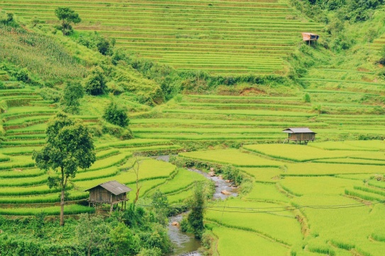 Mù Cang Chải mùa đẹp nhất