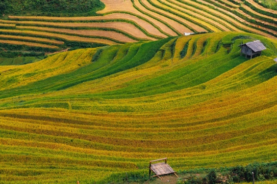 Mọi người đang có dự định đi Mù Cang Chải....