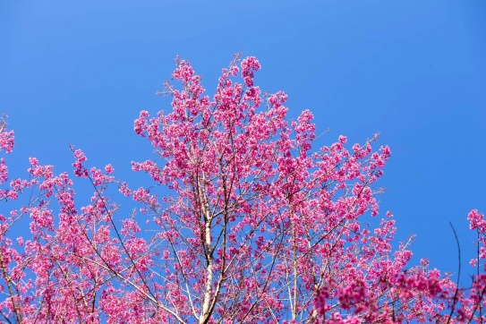 Mù Cang Chải khi không có sắc màu vàng óng .....