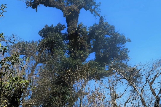 Mù Cang Chải (Yên Bái) những ngày lạnh nhất